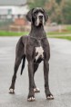 /album/fotogalerie6/bernadete-from-black-elizabeths-meadows-2020-01-jpg1/